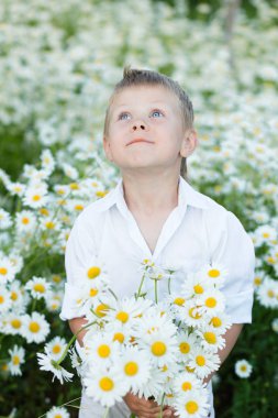 Mavi gözlü erkek daisy alanında duruyor