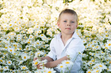 Mavi gözlü erkek daisy alanında duruyor