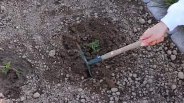 Anne ve kızı toprağa bir bitki dikiyorlar..