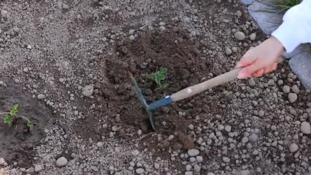Mother and daughter plant a plant in the ground. — Stock Video