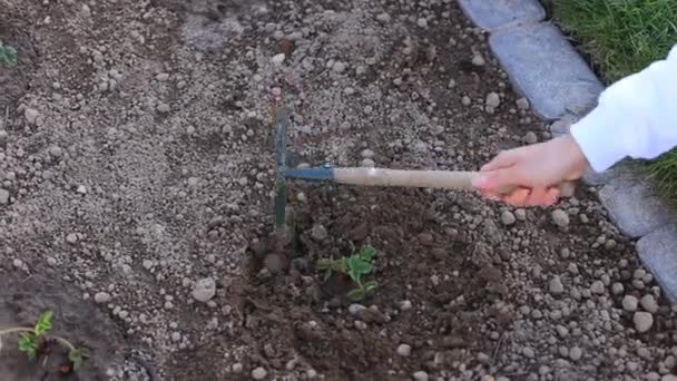 Moeder en dochter planten een plant in de grond. — Stockvideo