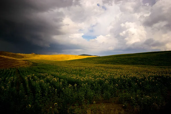 Campo Girasoles Toscana — Foto de Stock