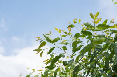 Okaliptüs yaprağı.