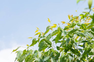 Okaliptüs yaprağı.