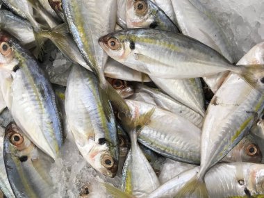 Pazarda satılık taze uskumru var..