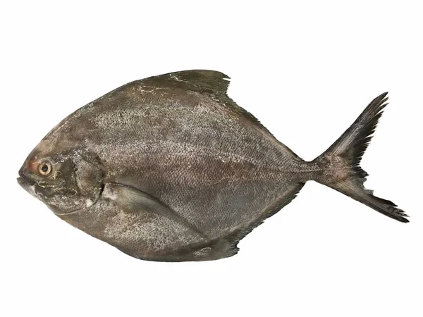 ปลาท าแยกก นบนพ นหล ขาว — ภาพถ่ายสต็อก