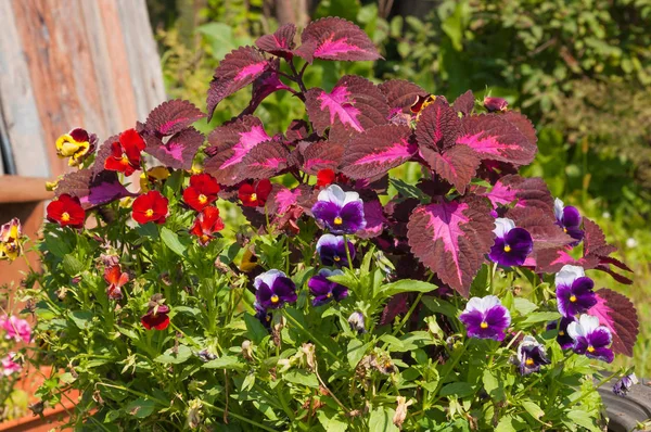 Ahşap çit bir arka plan üzerinde çiçekler