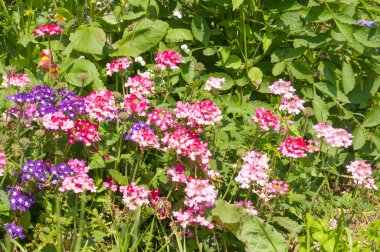 Phlox paniculata, Bahçe phlox çiçek
