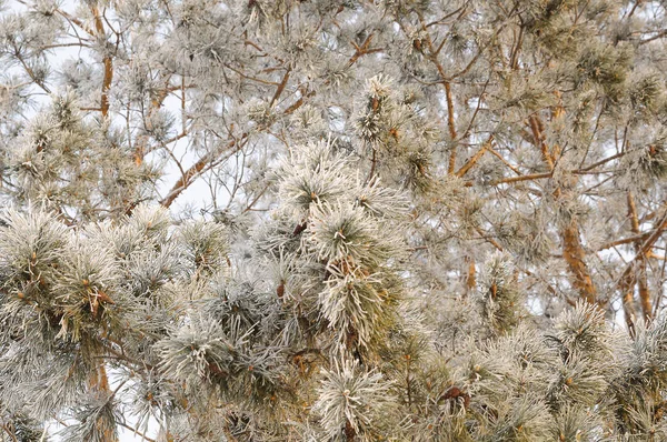Kış arka plan. Açık renkli ağaç dallarında dondurulmuş