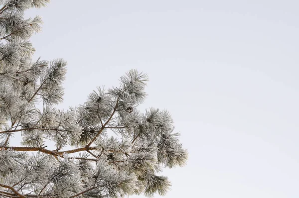 Χειμώνα με φόντο. Κατεψυγμένα κλαδιά δέντρων επάνω ελαφρύς υπόβαθρο — Φωτογραφία Αρχείου