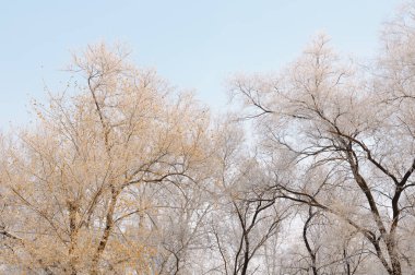 Muhteşem Frost'un ağaçlar üzerinde