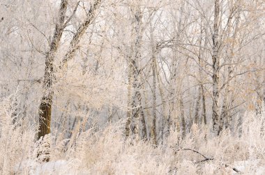 Muhteşem Frost'un ağaçlar üzerinde