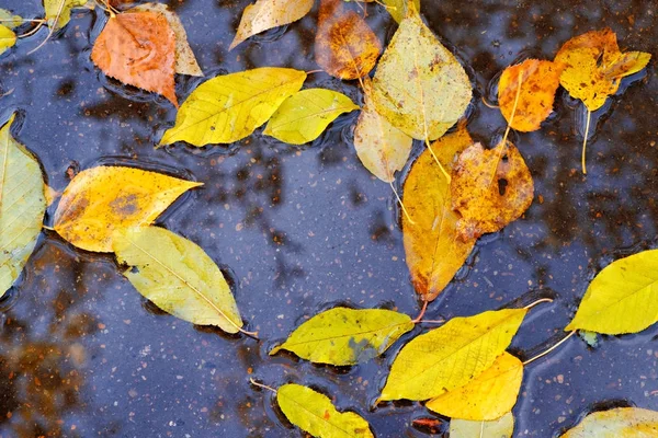 Yağmur çamura sonbahar yaprakları.