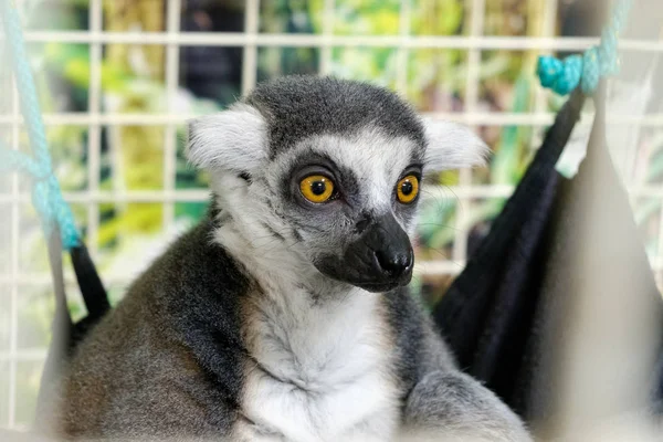 Halka kuyruklu lemur kapat.