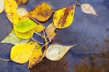 Yağmur çamura sonbahar yaprakları.