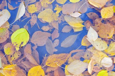 Yağmur çamura sonbahar yaprakları.
