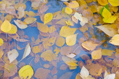 Yağmur çamura sonbahar yaprakları.