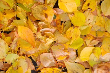 arka plandan sonbahar yaprakları