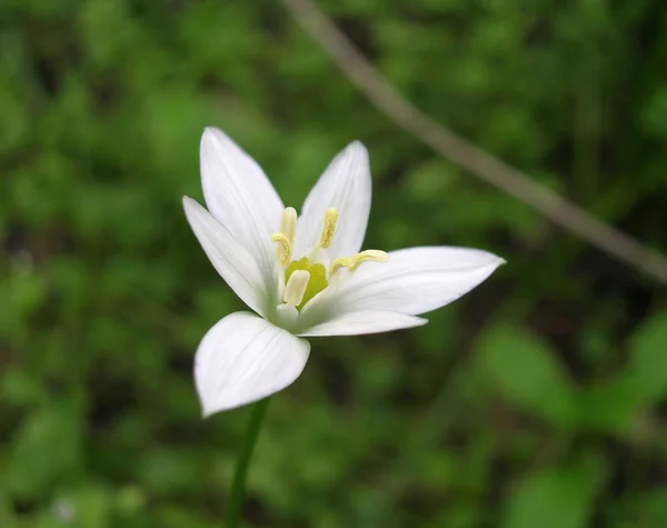 Eco natural flower, symbol of purity and freshness — Stock Photo, Image