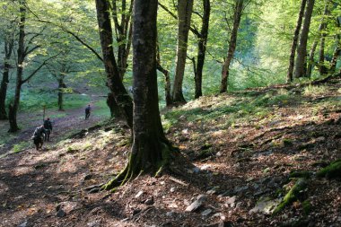 Sırt çantası yolcuları arka planda dağlarda güzel yeşil ağaçlar