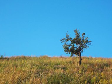 Temiz mavi gökyüzü ile sahada tek başına ağaç