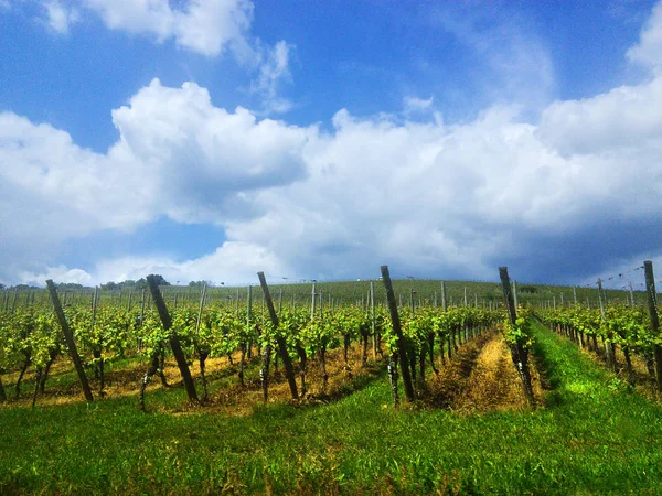 Vineyard in France. Wine production - planting grapes in good weather. Alcohol industry wine production process.