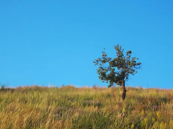 Temiz mavi gökyüzü ile sahada tek başına ağaç