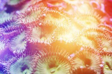 Sualtı organik yaşam