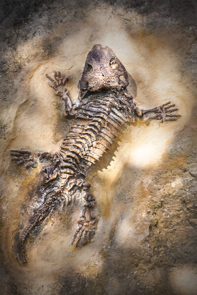Вымерший скелет рептилии в ископаемом камне
. 