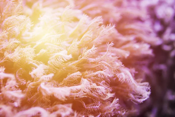 Pembe mercan altında su yaşam.