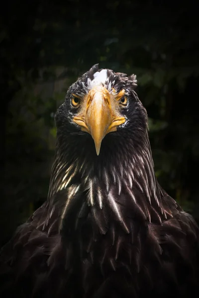 Águila depredadora en plena cara . — Foto de Stock