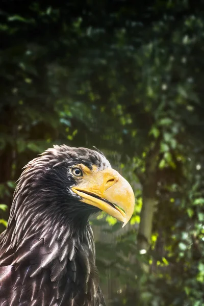 Büyük sarı Gaga ile kartal