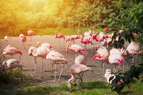 Rebanho de flamingo tropical — Fotografia de Stock