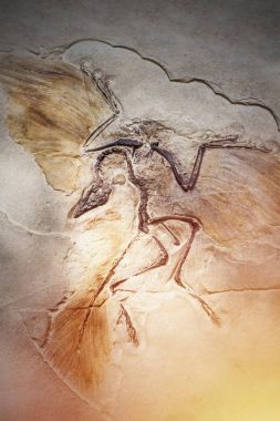 Died bird in stone fossil. clipart