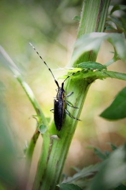 Böcek bitkiye yakın. Uzun antenlerle güzel böcek. 