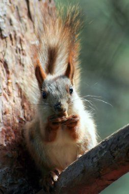 Squirell yeme somun yüz görünümü. 