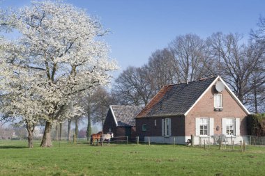 Kırsal küçük ev, çiçek açan ağaç. 