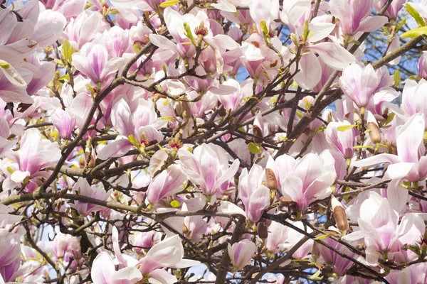 Pembe ağaç çiçek arka plan çiçeklenme. 