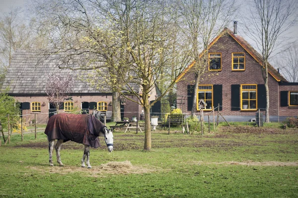 Лошадь на коне на ферме . — стоковое фото