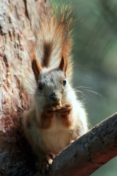 Squirell eating nut face view. Stock Picture