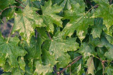 Yeşil akçaağaç leavse yağmur altında ağaç üzerinde. 