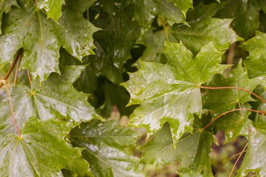Yeşil akçaağaç leavse yağmur altında ağaç üzerinde. 