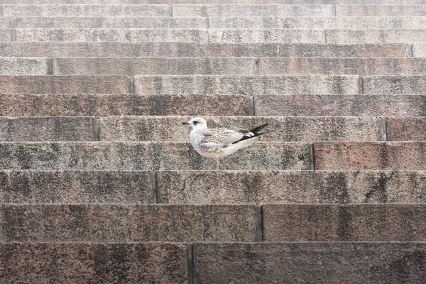 Pássaro solitário na escadaria antiga — Fotografia de Stock