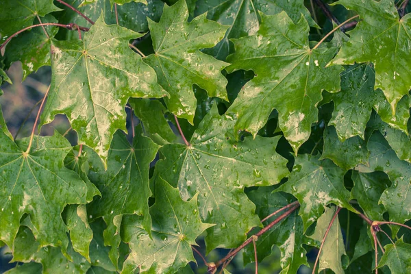 Yeşil akçaağaç leavse yağmur altında ağaç üzerinde. 