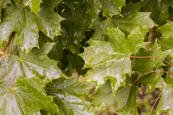Yeşil akçaağaç leavse yağmur altında ağaç üzerinde. 