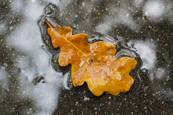 Bir meşe sarı yaprak azıyorum ıslak asfalt üzerinde