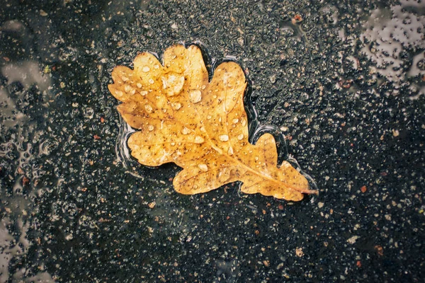 One oak leaf on black asphalt