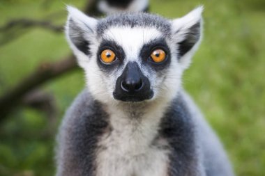 Lemur yüz yakın çekim insanlar dik dik bakıyor. 