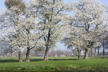 Hollanda çiçek açan ağaçlar
