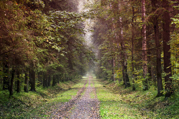 Autumn forest landscape. 